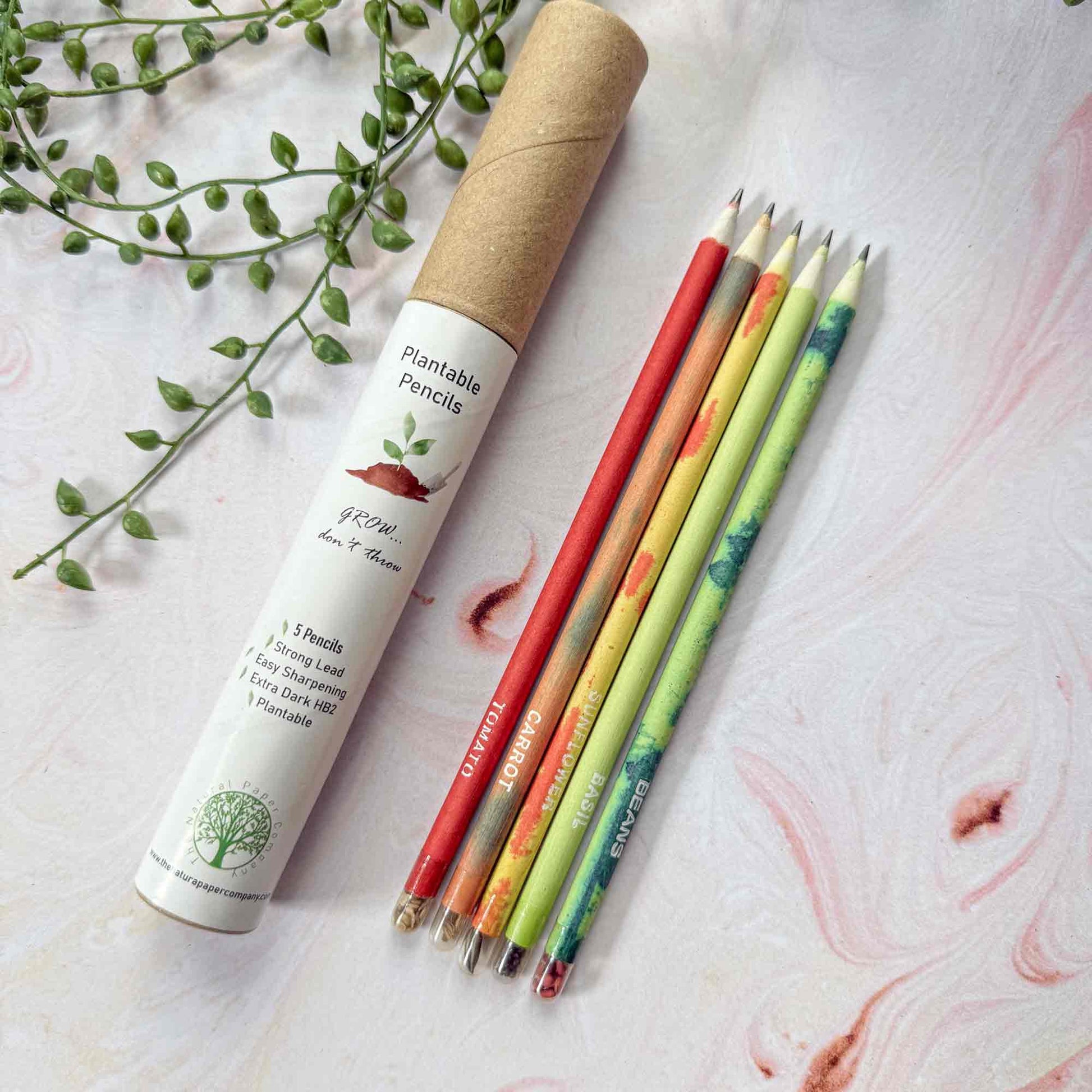 set of plantable pencils in a cardboard gift tube