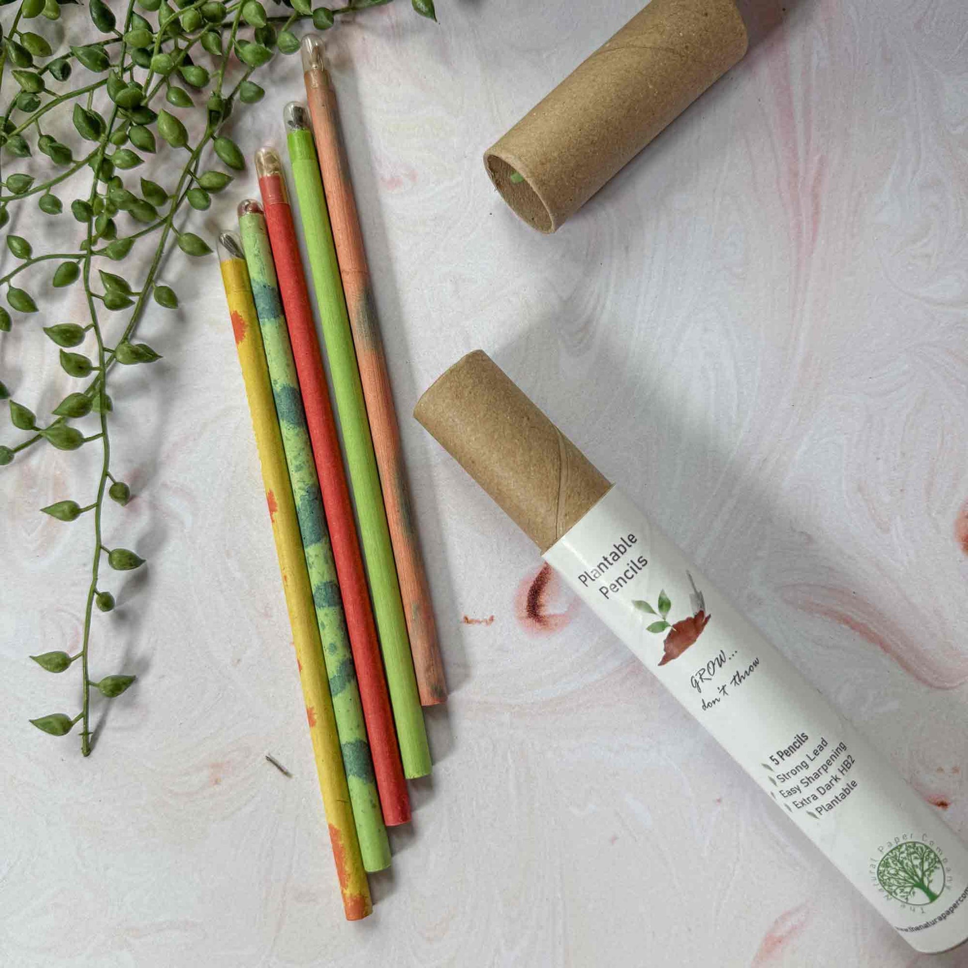 set of graphite pencils in a cardboard tube