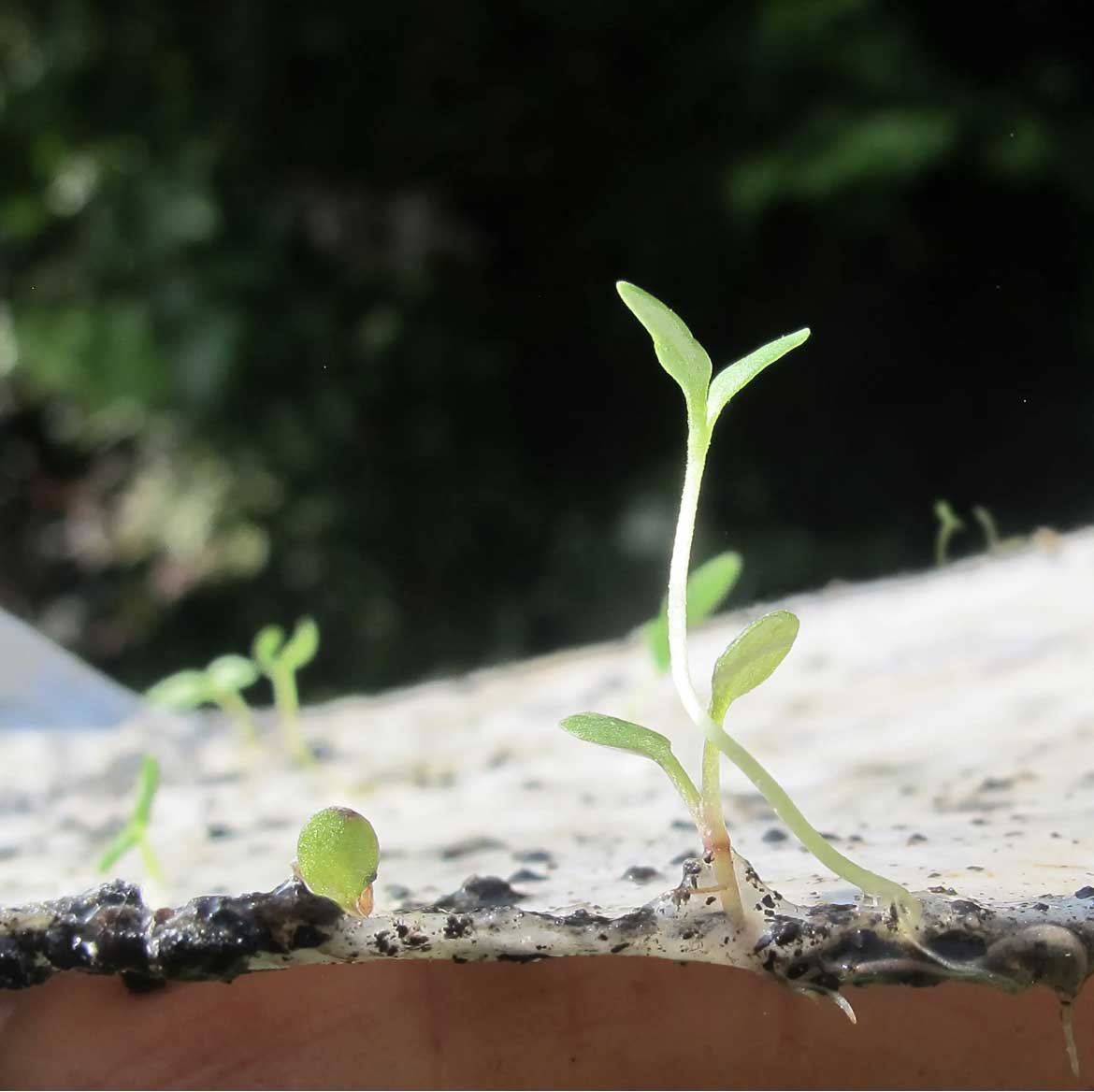 Plantable basil seed paper.  handmade Paper you can plant.  By The Natural Paper Company